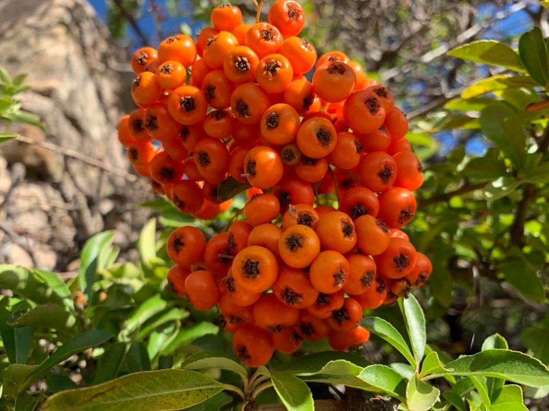 Piracanta (Pyracantha coccinea)