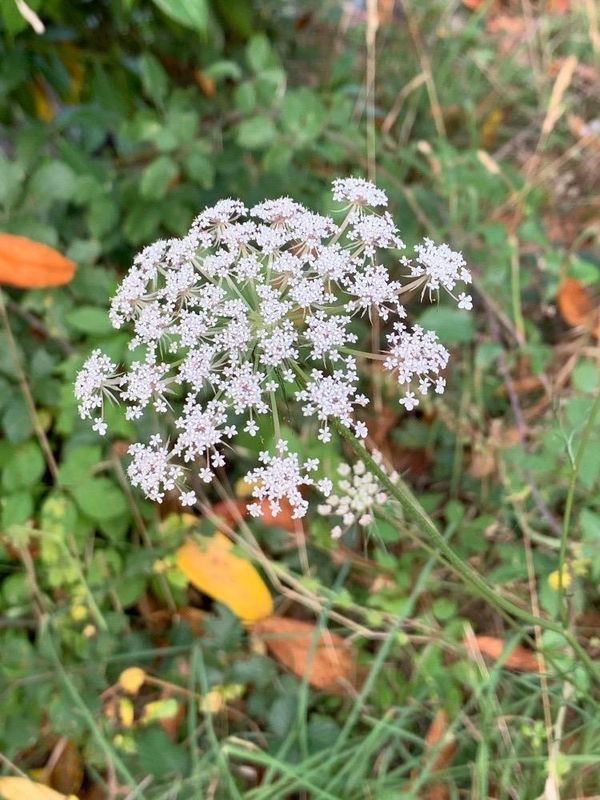Zanahoria silvestre (Daucus carota)