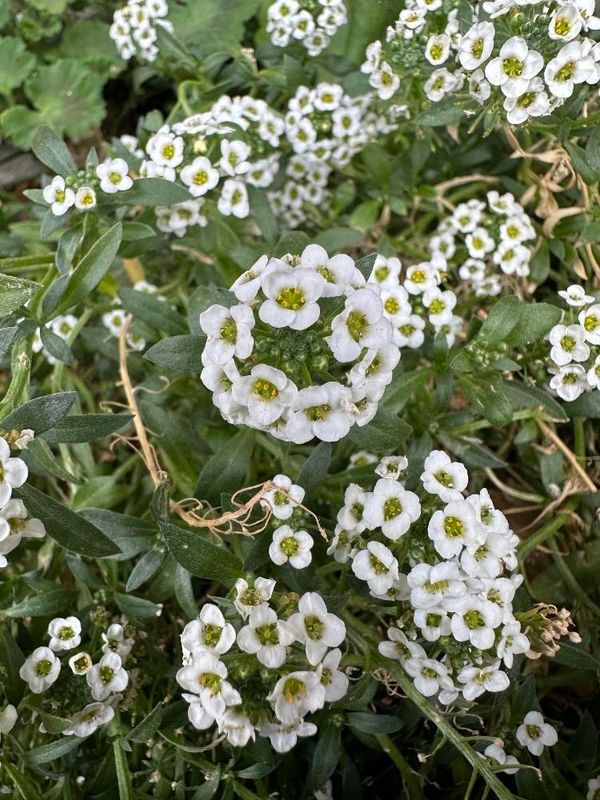 Aliso de mar (Lobularia maritima)