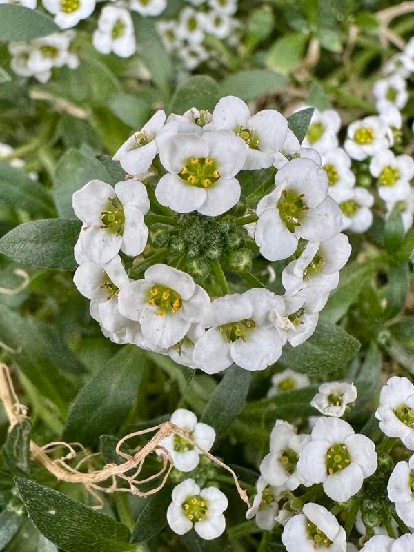 Aliso de mar (Lobularia maritima)