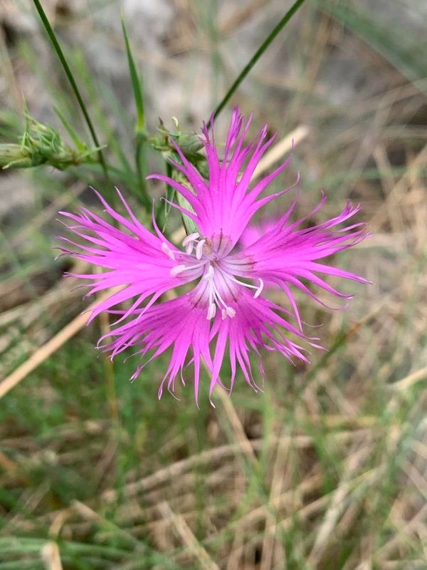 Dianthus superbus