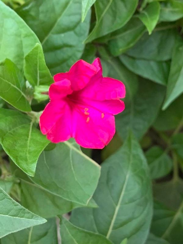 Mirabilis jalapa