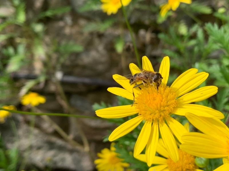 Euryops pectinatus