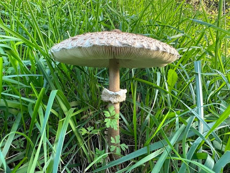 Macrolepiota procera