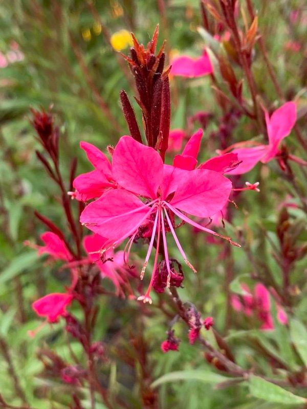 Gaura (Oenothera lindheimeri)