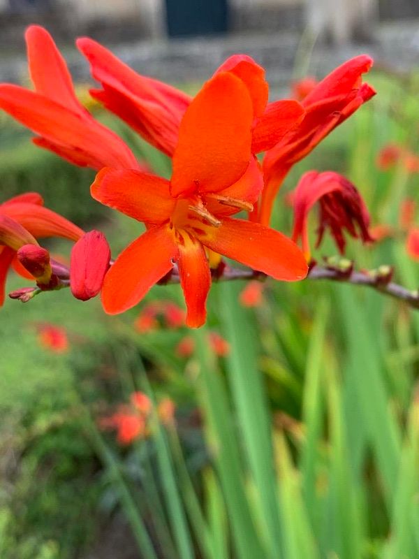 Crocosmia  crocosmiiflora