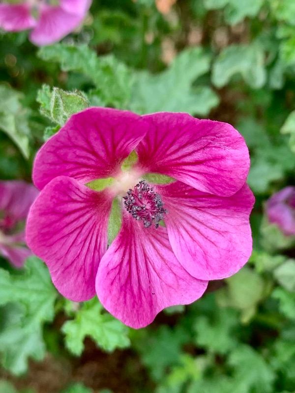 Malva arbrea (Malva arborea)