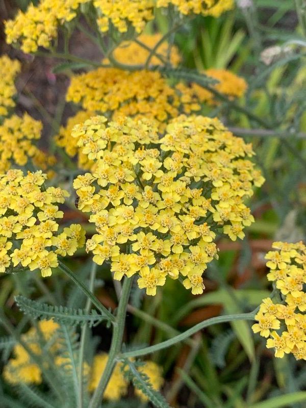 Milenrama (Achillea millefolium)