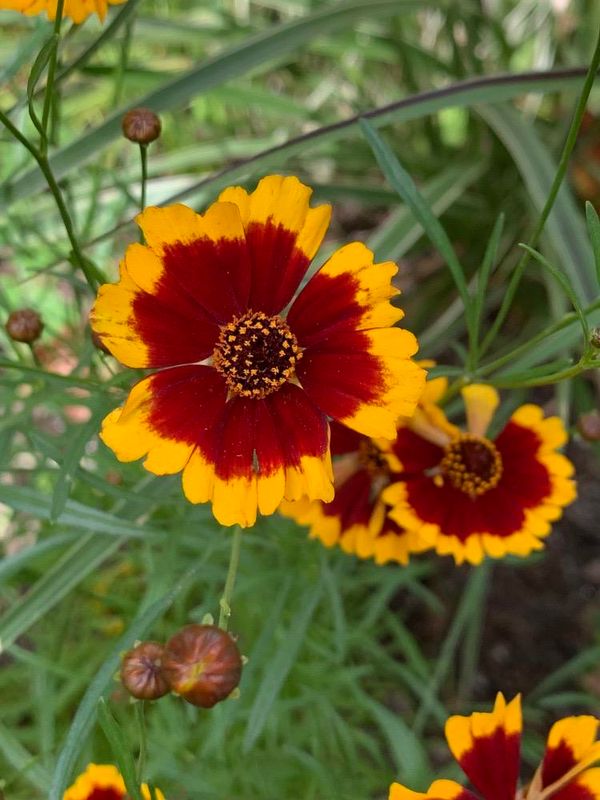 Coreopsis tinctoria