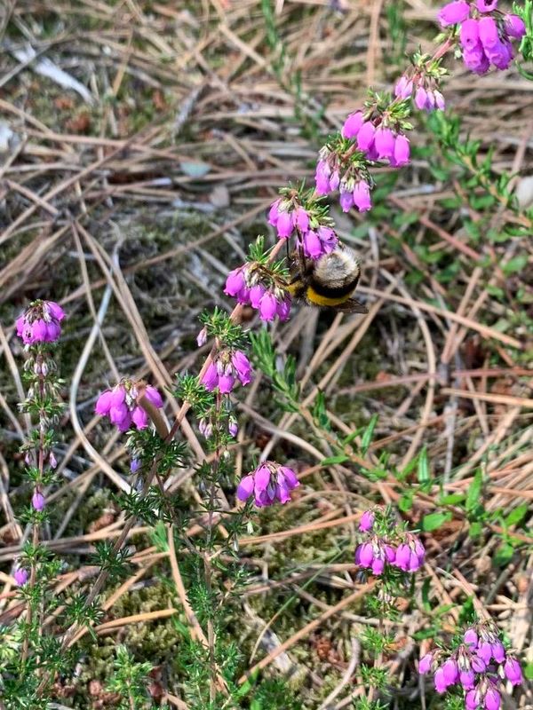 Erica Cinerea