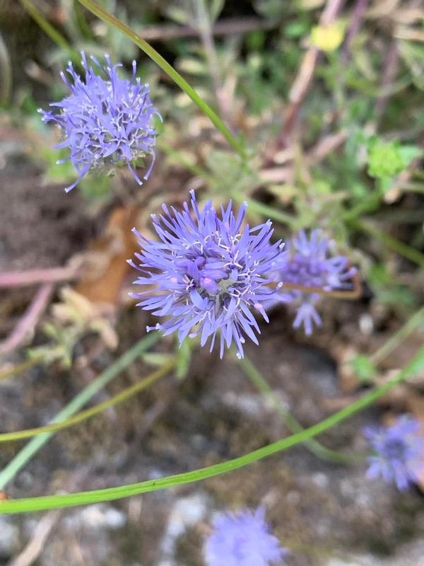 Jasione montana