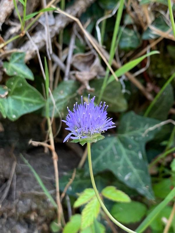 Jasione montana