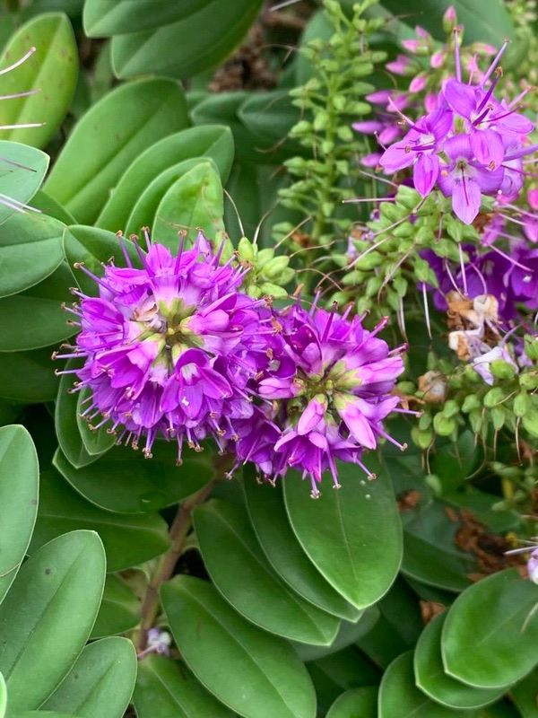 Veronica allionii (Veronica allionii)