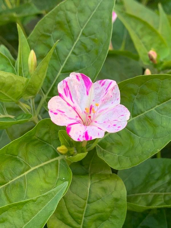 Mirabilis jalapa