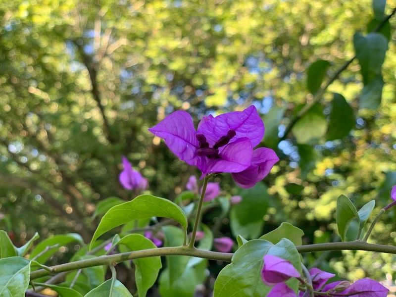 Bougainvillea glabra