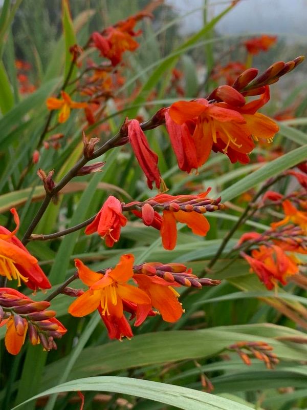 Crocosmia  crocosmiiflora
