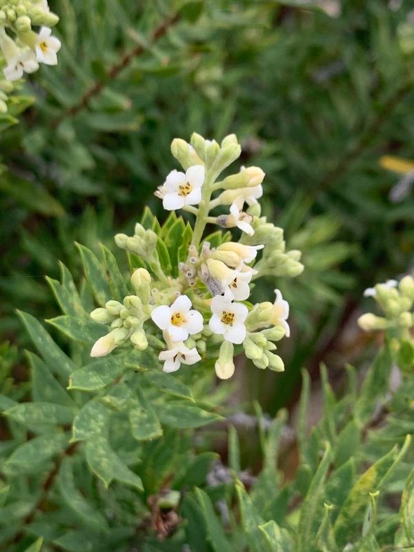 Daphne gnidium