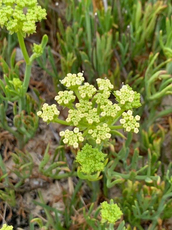 Crithmum maritimum
