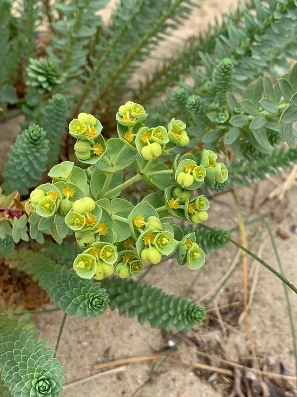 Euphorbia paralias