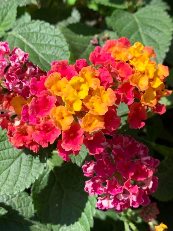 Lantana camara