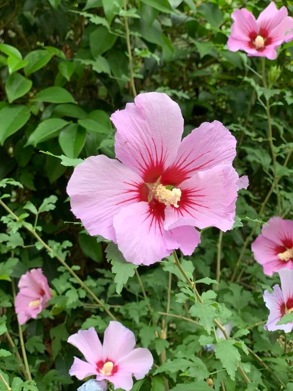 Hibiscus syriacus