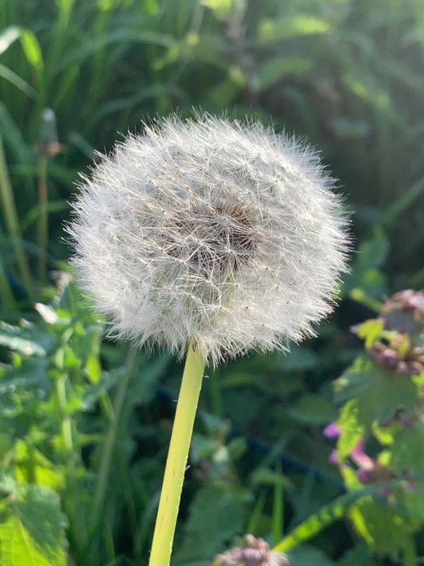 Diente de len (Taraxacum officinale)