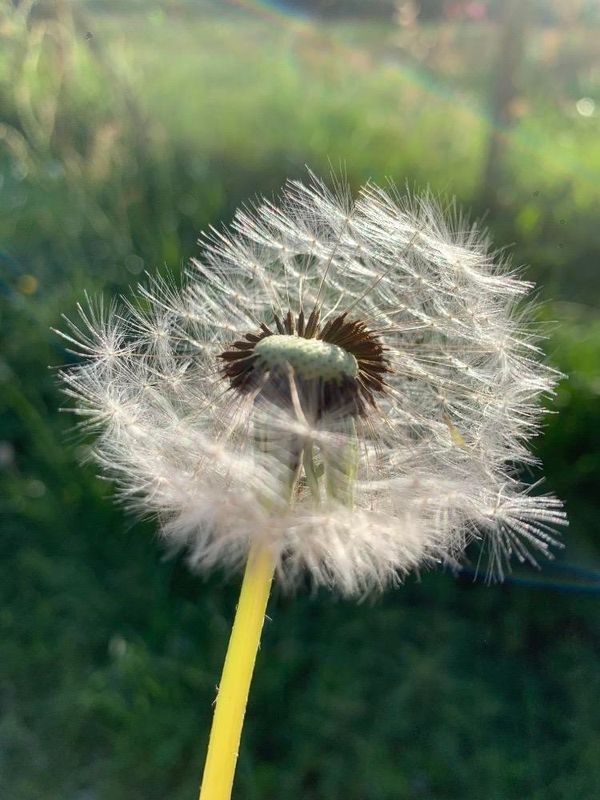 Diente de len (Taraxacum officinale)