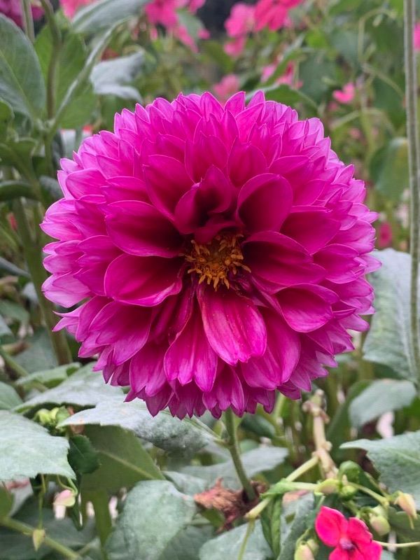 Dahlia