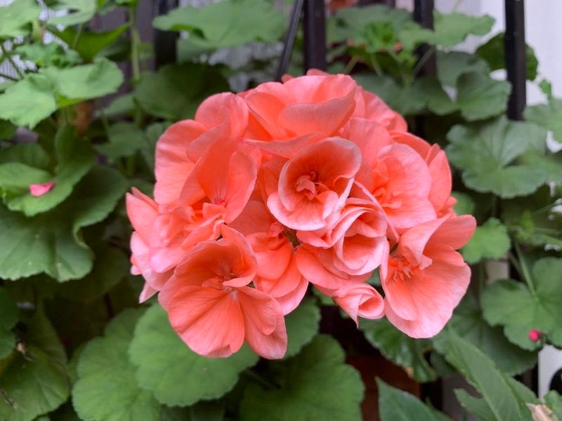 Geranio (Pelargonium hortorum)