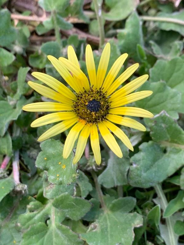 Margarita africana (Arctotheca calendula)