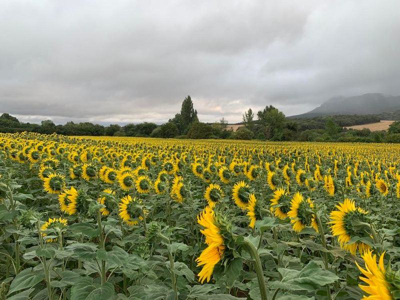 Helianthus annuus