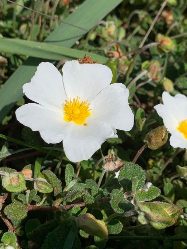 Cistus salviifolius