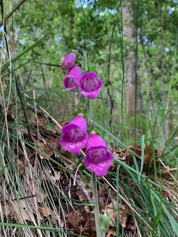 Digitalis purpurea