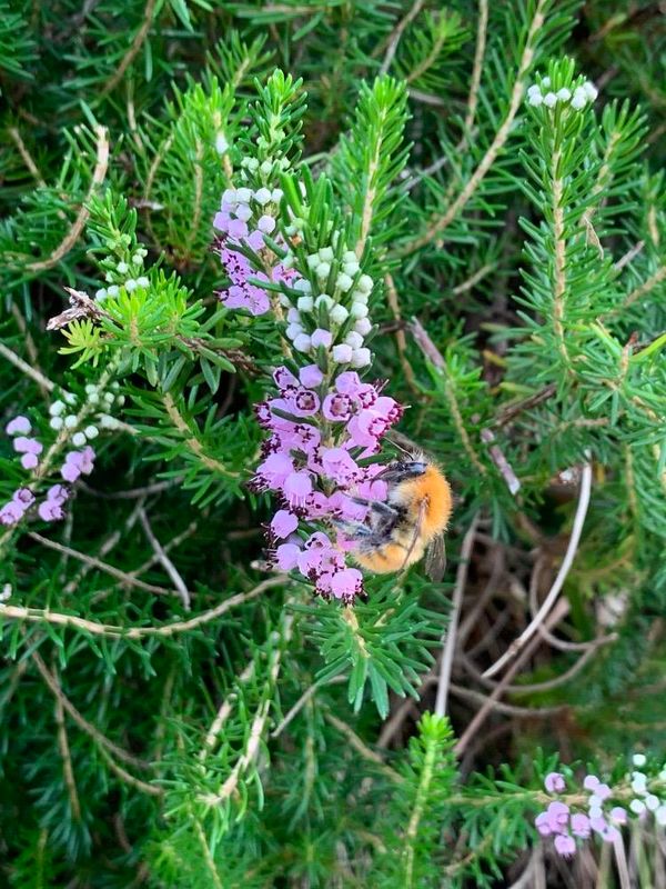 Erica vagans