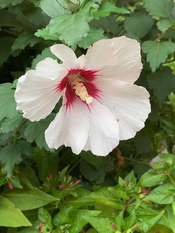 Hibiscus syriacus