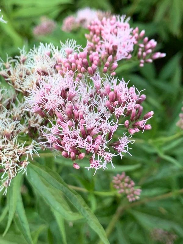 Eupatorium cannabinum