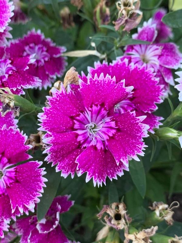 Dianthus chinensis