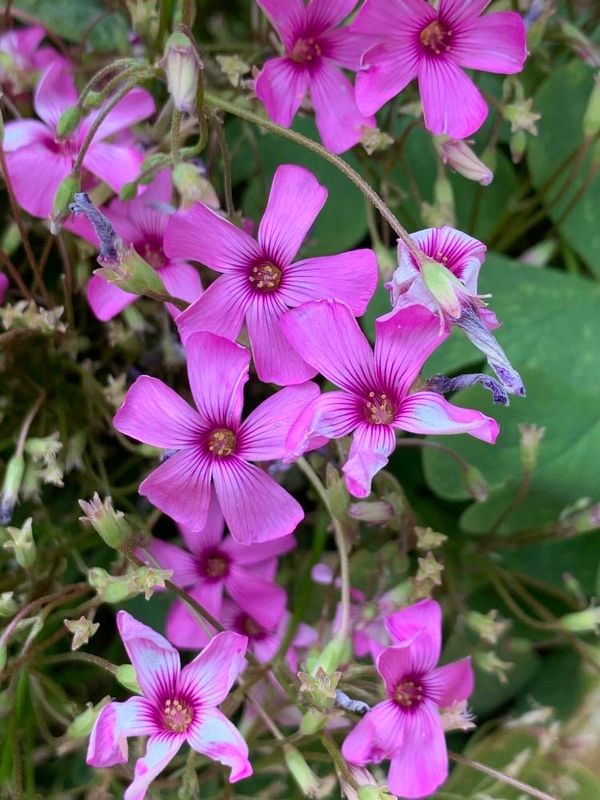 Vinagrillo rosado (Oxalis articulata)