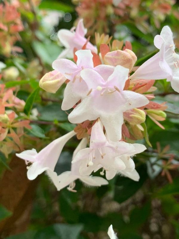 Abelia (Zabelia biflora)