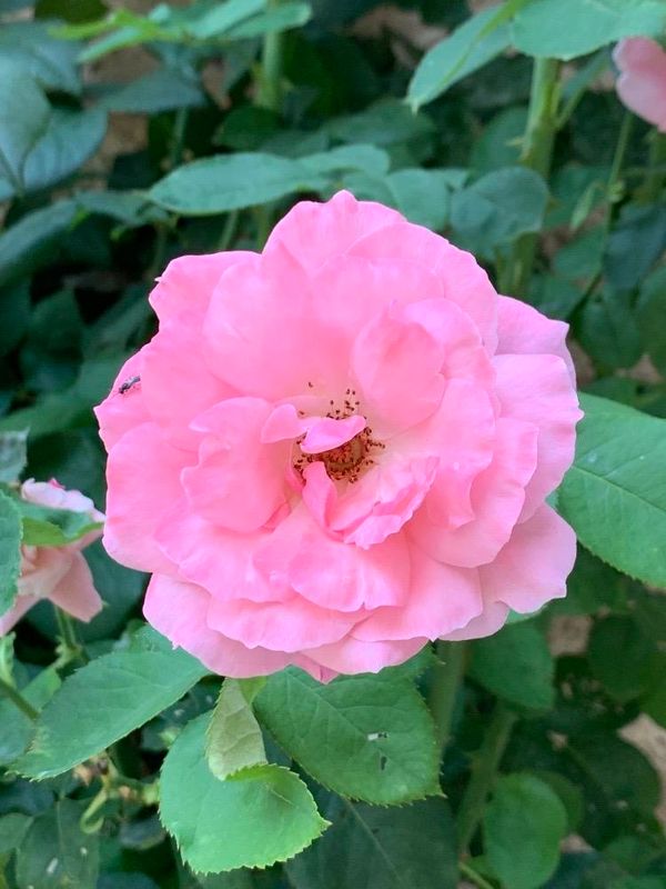 Rosa sp.