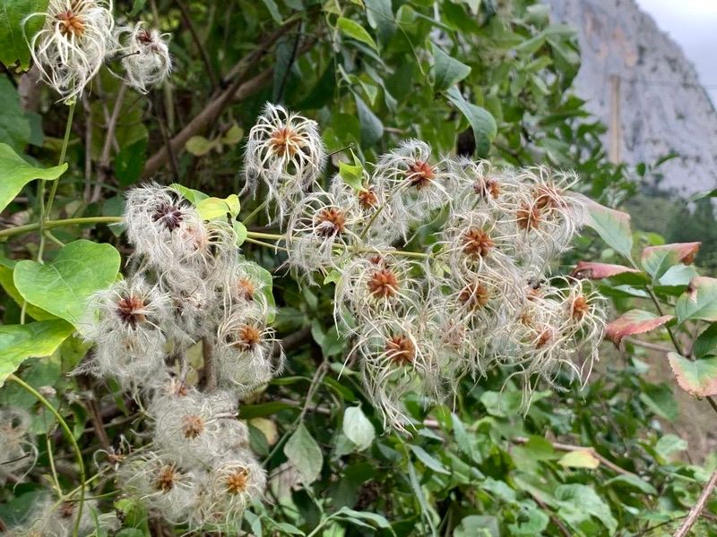Clematis ligusticifolia