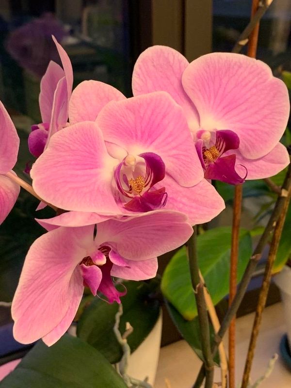 Anggrek buln (Phalaenopsis amabilis)