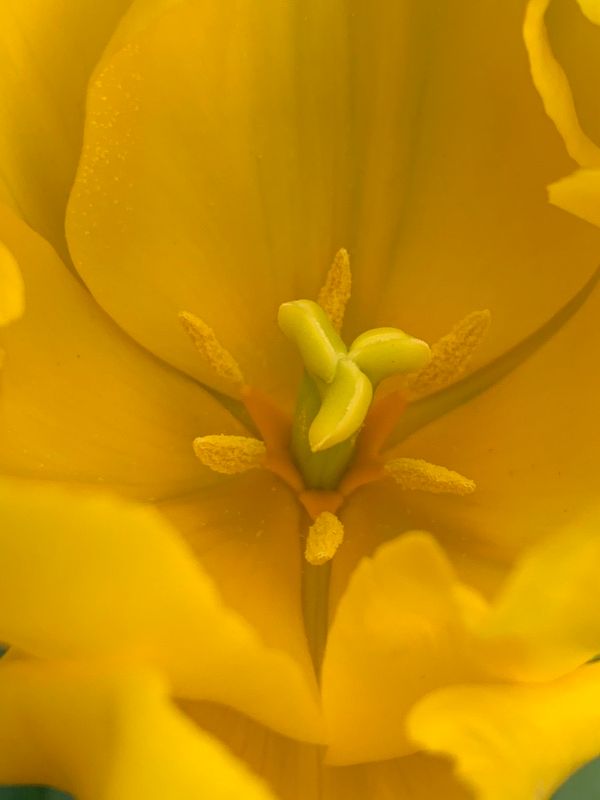 Tulipn (Tulipa gesneriana)