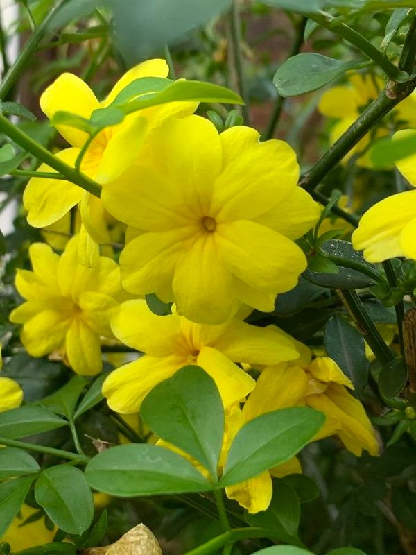 Jasminum mesnyi