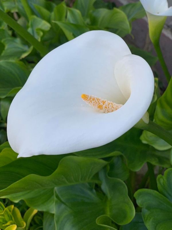 Cala (Zantedeschia aethiopica)
