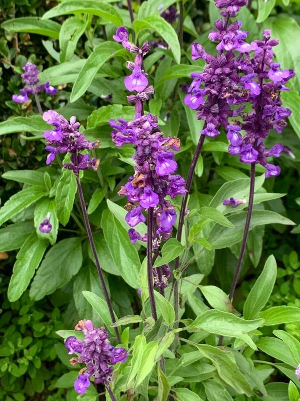 Salvia azul (Salvia farinacea)