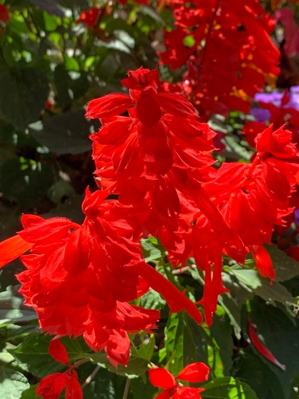 Salvia roja (Salvia splendens)