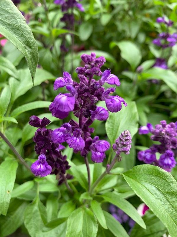 Salvia azul (Salvia farinacea)