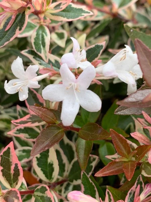 Abelia (Zabelia biflora)