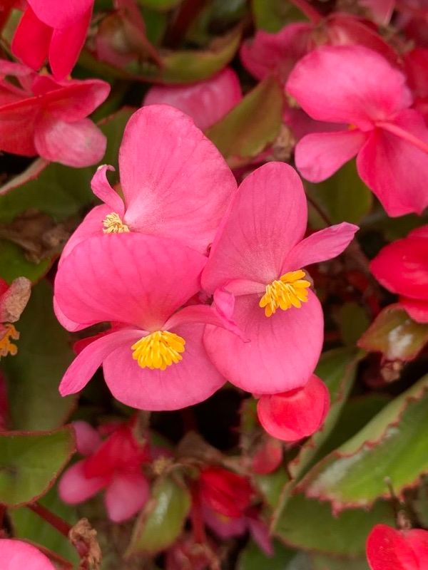Begonia semperflorens-cultorum